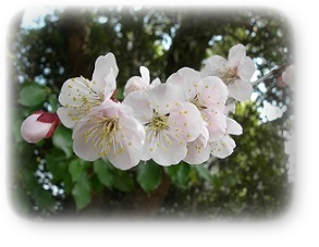 平成29年3月31日現在、梅が満開です 平成29年3月31日現在、梅が満開です