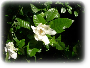 クチナシ 6月下旬 クチナシ 6月下旬