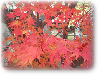 紅葉 12月 紅葉 12月