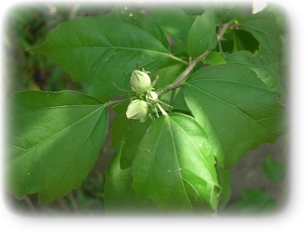 蕾のムクゲ 7月下旬 蕾のムクゲ 7月下旬