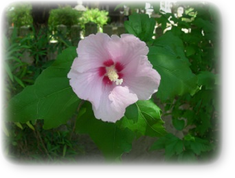 ムクゲ 8月 ムクゲ 8月