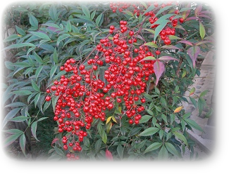 ナンテン ナンテン