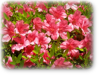 サツキ 5月下旬 サツキ 5月下旬