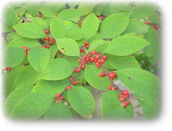 9月中旬ウメモドキ 実りの秋ですね。 9月中旬ウメモドキ 実りの秋ですね。
