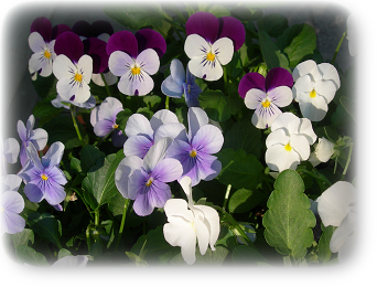 ビオラ 10月下旬 ビオラ 10月下旬